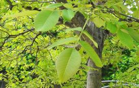 arbre n°100424 mai 2022 Noyer numéro 100424 mai 2022