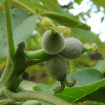 arbre n°100424 mai 2022 Noyer numéro 100424 mai 2022