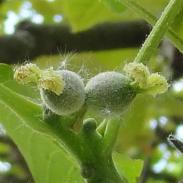 arbre n°100424 mai 2022 Noyer numéro 100424 mai 2022