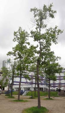 Tulipier (Liriodendron tulipifera) Parc de Bercy / 128 Quai de BercyTulipier (Liriodendron tulipifera) Parc de Bercy / 128 Quai de Bercy