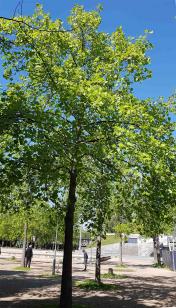 Tulipier (Liriodendron tulipifera) Parc de Bercy / 128 Quai de Bercy