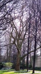 Platane (Platanus x hispanica), 528 cm de circonférence, Parc de Bercy - Jardin Yitzhak Rabin (12ème)