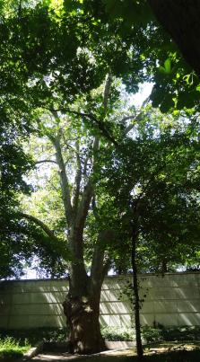 Platane (Platanus x hispanica), 528 cm de circonférence, Parc de Bercy - Jardin Yitzhak Rabin (12ème)