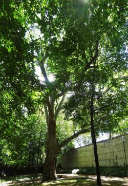 Platane (Platanus x hispanica), 528 cm de circonférence, Parc de Bercy - Jardin Yitzhak Rabin (12ème)