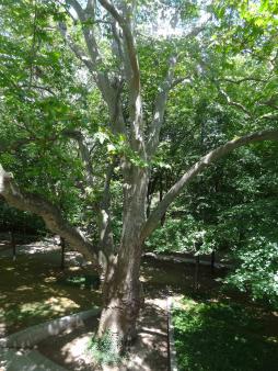 Platane (Platanus x hispanica), 528 cm de circonférence, Parc de Bercy - Jardin Yitzhak Rabin (12ème)
