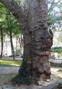 Platane (Platanus x hispanica), 528 cm de circonférence, Parc de Bercy - Jardin Yitzhak Rabin (12ème)