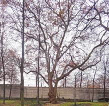 Platane (Platanus x hispanica), 528 cm de circonférence, Parc de Bercy - Jardin Yitzhak Rabin (12ème)