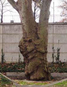 Platane (Platanus x hispanica), 528 cm de circonférence, Parc de Bercy - Jardin Yitzhak Rabin (12ème)