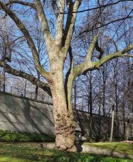 Platane (Platanus x hispanica), 528 cm de circonférence, Parc de Bercy - Jardin Yitzhak Rabin (12ème)