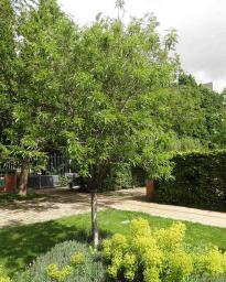 arbre n°100923 mai 2021 Pêcher numéro 100923 mai 2021