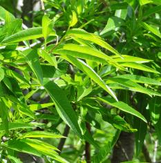 arbre n°100923 mai 2021 Pêcher numéro 100923 mai 2021