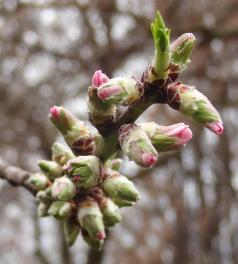arbre n°100923 février 2022 Pêcher numéro 100923 février 2022