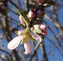 arbre n°100923 février 2022 Pêcher numéro 100923 février 2022