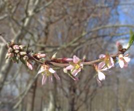 arbre n°100923 février 2022 Pêcher numéro 100923 février 2022