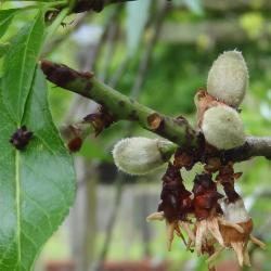 arbre n°100923 avril 2023 Pêcher numéro 100923 avril 2023