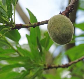 arbre n°100923 mai 2024 Pêcher numéro 100923 mai 2024