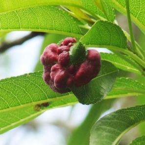 arbre n°100923 mai 2024 Pêcher numéro 100923 mai 2024