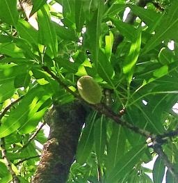 arbre n°100923 mai 2025 Pêcher numéro 100923 mai 2025