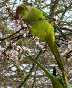 arbre n°100923 février 2026 Pêcher numéro 100923 février 2026