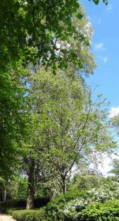 L'arbre numéro 100930 est un Pterocarya (Pterocarya fraxinifolia) de 5 mètres de haut et 85 cm de circonférence.
Il est situé Les Parterres - Le jardin des Senteurs parc de Bercy - jardin Yitzhak Rabin / 16 rue Joseph Kessel Paris 12ème arrondissement (coordonnées GPS 48.83499, 2.38191)