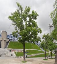 Tulipier (Liriodendron tulipifera) Parc de Bercy / 128 Quai de Bercy