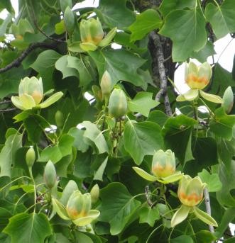 Tulipier (Liriodendron tulipifera) Parc de Bercy / 128 Quai de Bercy