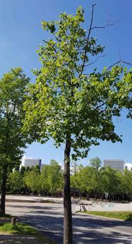 Tulipier (Liriodendron tulipifera) Parc de Bercy / 128 Quai de Bercy