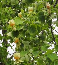 Tulipier (Liriodendron tulipifera) Parc de Bercy / 128 Quai de Bercy