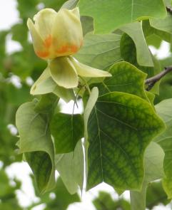 Tulipier (Liriodendron tulipifera) Parc de Bercy / 128 Quai de Bercy