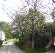 arbre n°101457 avril 2022 Noyer numéro 101457 avril 2022