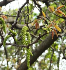 arbre n°101457 avril 2022 Noyer numéro 101457 avril 2022