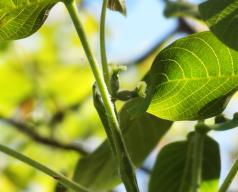 arbre n°101458 mai 2022 Noyer numéro 101458 mai 2022