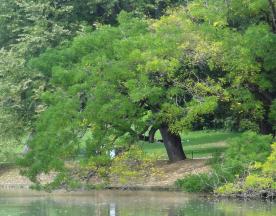 Sophora (Styphnolobium japonica), 410 cm de circonférence, planté en 1873 Parc des Buttes Chaumont (19ème)