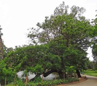 Sophora (Styphnolobium japonica), 410 cm de circonférence, planté en 1873 Parc des Buttes Chaumont (19ème)