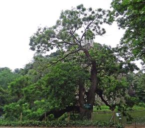 Sophora (Styphnolobium japonica), 410 cm de circonférence, planté en 1873 Parc des Buttes Chaumont (19ème)