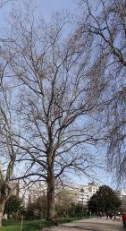 L'arbre numéro 101834 est un Pterocarya (Pterocarya fraxinifolia) de 22 mètres de haut et 350 cm de circonférence.
Il est situé parc des Buttes Chaumont Paris 19ème arrondissement (coordonnées GPS 48.88014, 2.38781)
