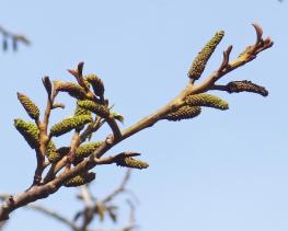 L'arbre numéro 101834 est un Pterocarya (Pterocarya fraxinifolia) de 22 mètres de haut et 350 cm de circonférence.
Il est situé parc des Buttes Chaumont Paris 19ème arrondissement (coordonnées GPS 48.88014, 2.38781)