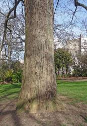 L'arbre numéro 101834 est un Pterocarya (Pterocarya fraxinifolia) de 22 mètres de haut et 350 cm de circonférence.
Il est situé parc des Buttes Chaumont Paris 19ème arrondissement (coordonnées GPS 48.88014, 2.38781)