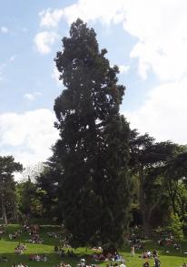 Sequoia (Sequoiadendron giganteum), 553 cm de circonférence, planté en 1860 Parc des Buttes Chaumont (19ème)