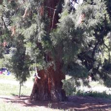 Sequoia (Sequoiadendron giganteum), 553 cm de circonférence, planté en 1860 Parc des Buttes Chaumont (19ème)