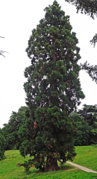 Sequoia (Sequoiadendron giganteum), 553 cm de circonférence, planté en 1860 Parc des Buttes Chaumont (19ème)