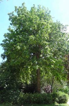 L'arbre numéro 104680 est un Pterocarya (Pterocarya fraxinifolia) de 18 mètres de haut et 350 cm de circonférence.
Il est situé Massif Central square Rene Le Gall / 1 rue Emile Deslandres Paris 13ème arrondissement (coordonnées GPS 48.83209, 2.34884)