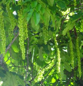 L'arbre numéro 104680 est un Pterocarya (Pterocarya fraxinifolia) de 18 mètres de haut et 350 cm de circonférence.
Il est situé Massif Central square Rene Le Gall / 1 rue Emile Deslandres Paris 13ème arrondissement (coordonnées GPS 48.83209, 2.34884)