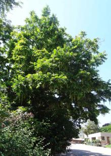 L'arbre numéro 106121 est un Pterocarya (Pterocarya fraxinifolia) de 10 mètres de haut et 160 cm de circonférence.
Il est situé Massif 06 parc de Choisy / 1 rue George Eastman Paris 13ème arrondissement (coordonnées GPS 48.8274, 2.36164)
L'arbre numéro 106122 est un Pterocarya (Pterocarya fraxinifolia) de 10 mètres de haut et 230 cm de circonférence.
Il est situé Massif 06 parc de Choisy / 1 rue George Eastman Paris 13ème arrondissement (coordonnées GPS 48.82735, 2.36163)