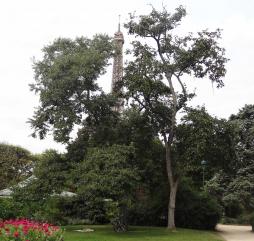 Plaqueminier (Diospyros lotus), 160 cm de circonférence, Jardin du Champ de Mars et Pelouses de l Ecole Militaire (7ème)