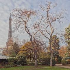 Plaqueminier (Diospyros lotus), 160 cm de circonférence, Jardin du Champ de Mars et Pelouses de l Ecole Militaire (7ème)