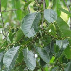 Plaqueminier (Diospyros lotus), 160 cm de circonférence, Jardin du Champ de Mars et Pelouses de l Ecole Militaire (7ème)
