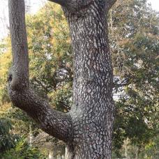 Plaqueminier (Diospyros lotus), 160 cm de circonférence, Jardin du Champ de Mars et Pelouses de l Ecole Militaire (7ème)