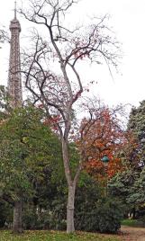 Plaqueminier (Diospyros kaki), 121 cm de circonférence, Jardin du Champ de Mars et Pelouses de l Ecole Militaire (7ème)