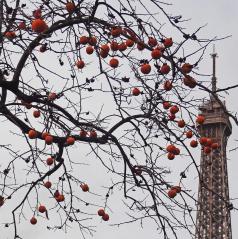 Plaqueminier (Diospyros kaki), 121 cm de circonférence, Jardin du Champ de Mars et Pelouses de l Ecole Militaire (7ème)